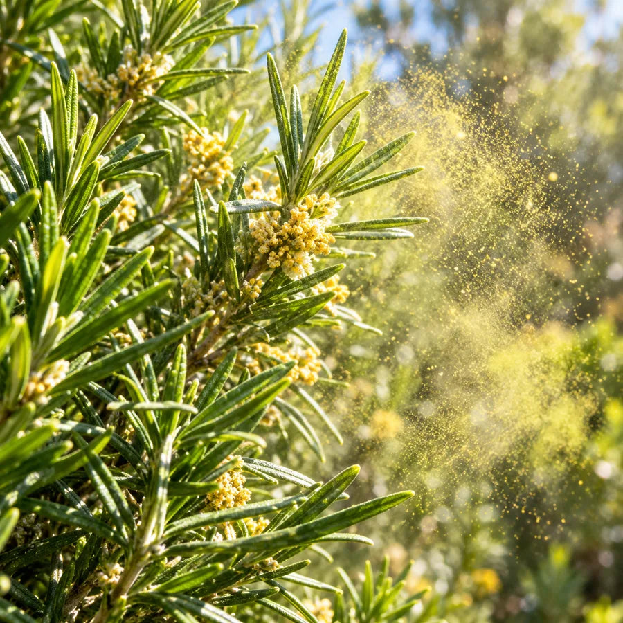 Allergens like pollen or dust: