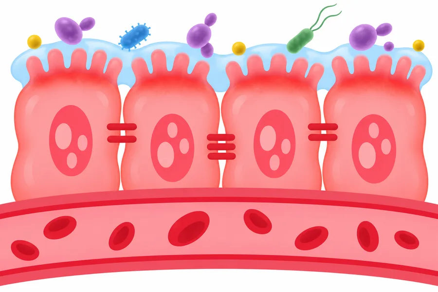 Inflamed Gut